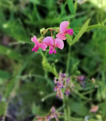 Lathyrus sylvestris