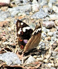 Junonia oenone oenone
