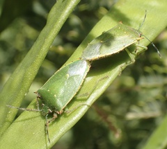 Chinavia acuta