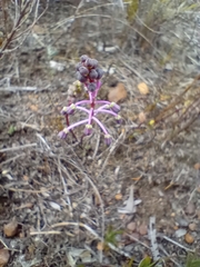 Ledebouria ovalifolia
