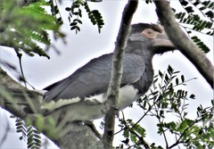 Bycanistes bucinator