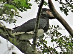 Bycanistes bucinator