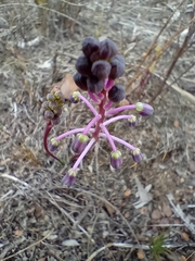 Ledebouria ovalifolia