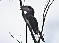 Bycanistes bucinator