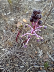 Ledebouria ovalifolia