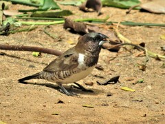 Spermestes cucullata scutata