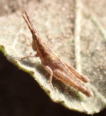 Pyrgomorpha