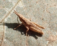 Pyrgomorpha