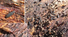 Uleiota planata