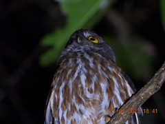 Ninox affinis