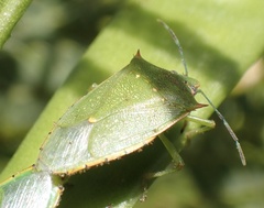 Chinavia acuta