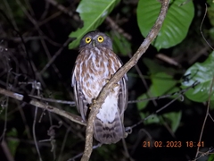 Ninox affinis