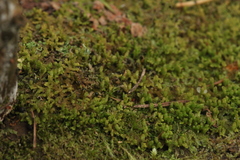 Ptilidium pulcherrimum