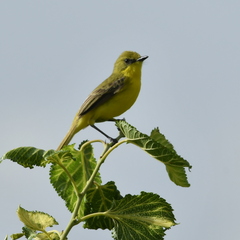 Pseudocolopteryx acutipennis