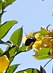 Xylocopa