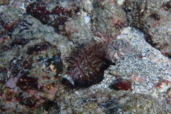 Novaculichthys taeniourus