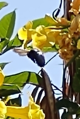 Xylocopa