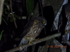 Ninox affinis