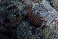 Novaculichthys taeniourus