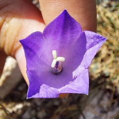 Campanula scheuchzeri