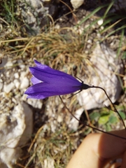 Campanula scheuchzeri
