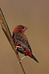 Amandava amandava