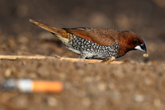 Lonchura punctulata