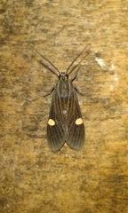 Aclytia
