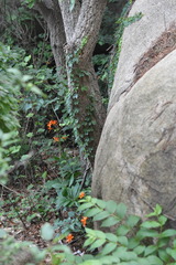 Lilium tsingtauense