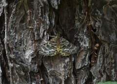 Arichanna melanaria