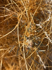 Cuscuta psorothamnensis