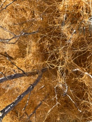 Cuscuta psorothamnensis