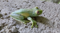 Aplastodiscus