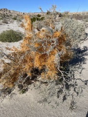 Cuscuta psorothamnensis