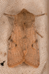 Orthosia behrensiana