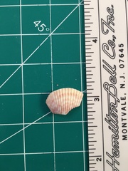 Dallocardia muricata