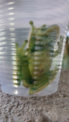 Aplastodiscus