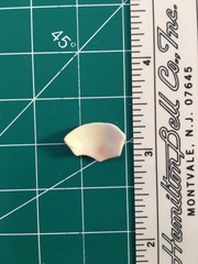 Dallocardia muricata