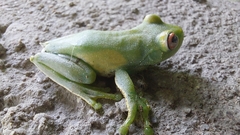 Aplastodiscus