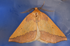 Neoterpes edwardsata