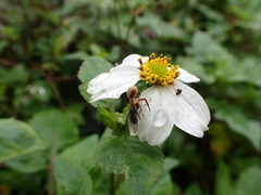 Ebrechtella pseudovatia