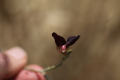 Macroptilium atropurpureum