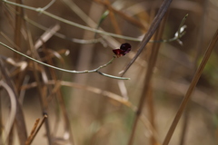 Macroptilium atropurpureum