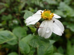 Ebrechtella pseudovatia