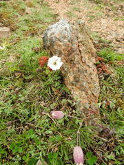 Silene uniflora