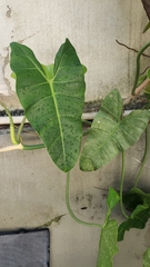 Philodendron