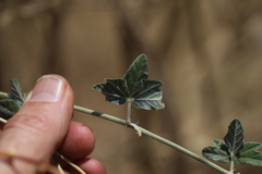 Macroptilium atropurpureum