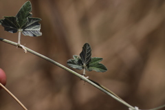 Macroptilium atropurpureum