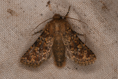 Xylenini