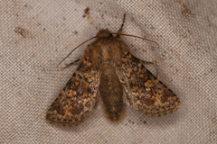 Xylenini